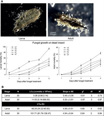 HMG-Like DSP1 Mediates Immune Responses of the Western Flower Thrips (Frankliniella occidentalis) Against Beauveria bassiana, a Fungal Pathogen